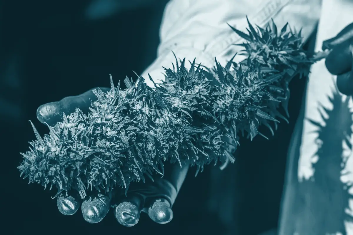A gloved hand holding a large cannabis flower