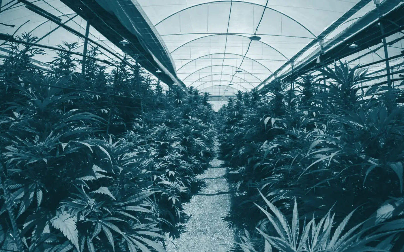 Rows of cannabis plants growing in a greenhouse